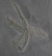 Rare Devonian Fossil Starfish & Marrellomorph - #28616-1